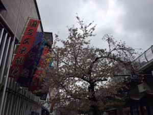 2016.april.gekijo.cherry.blossom